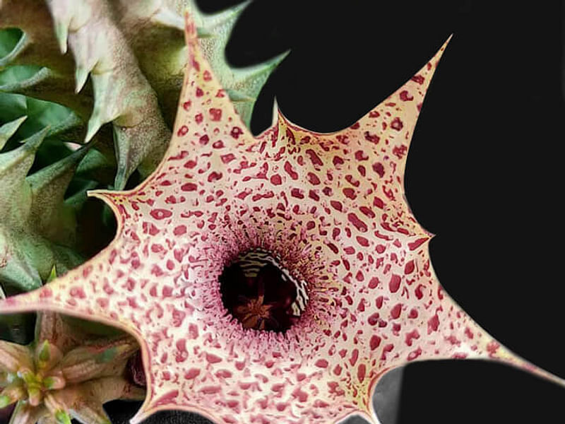 Huernia Hislopii | Huernia | Apocynaceae