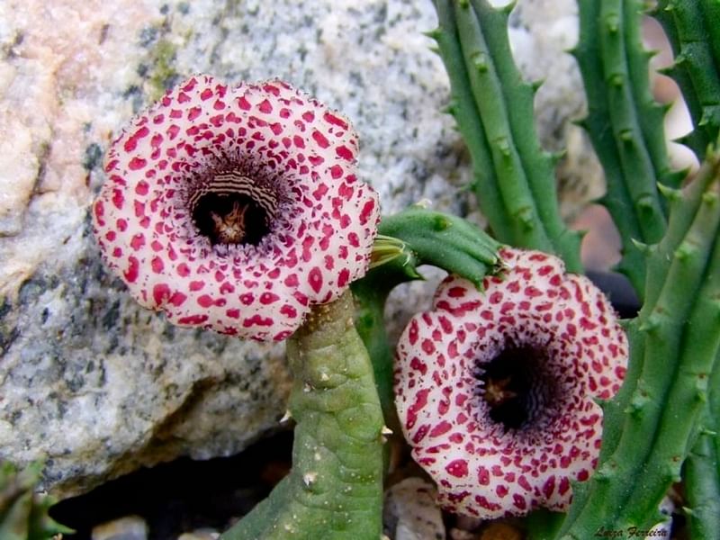 Huernia Hislopii | Huernia | Apocynaceae