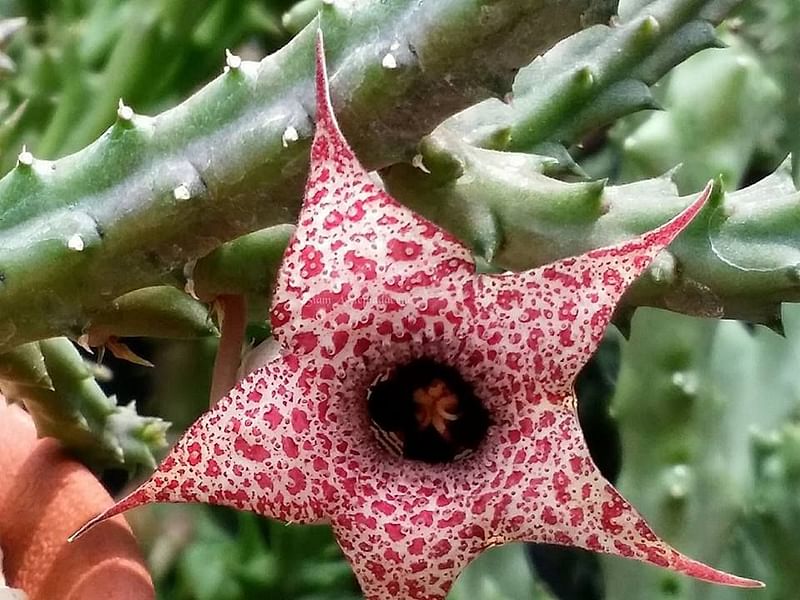 Huernia Hislopii | Huernia | Apocynaceae