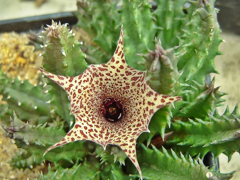 Huernia Hislopii | Huernia | Apocynaceae