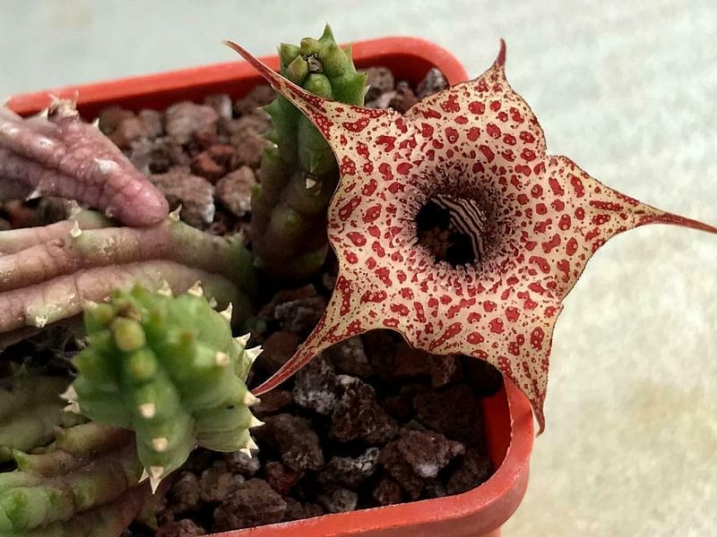 Huernia Hislopii | Huernia | Apocynaceae