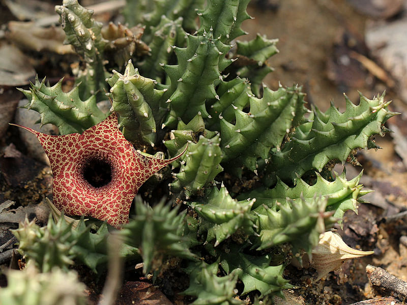 Huernia Hislopii | Huernia | Apocynaceae
