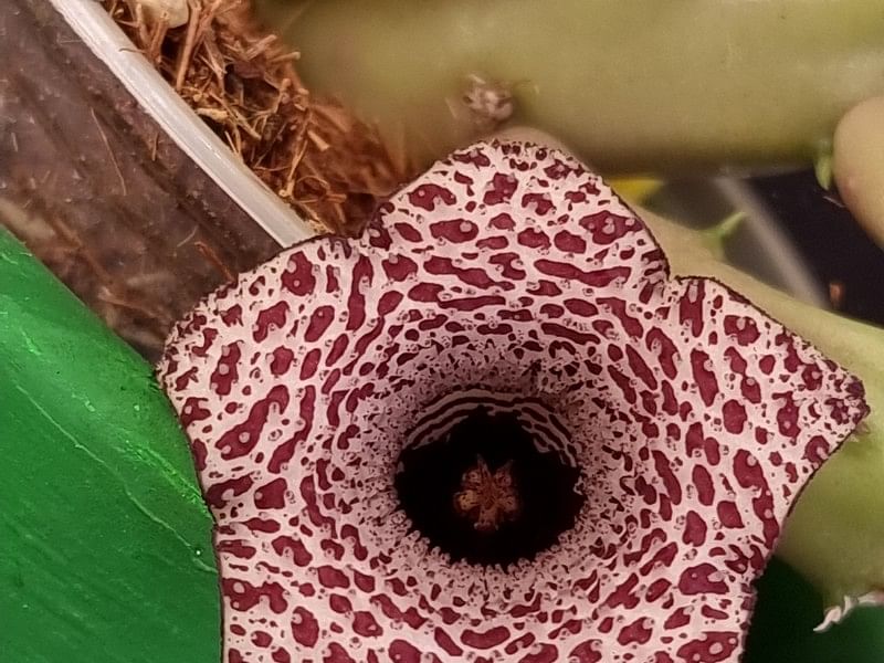Huernia Hislopii | Huernia | Apocynaceae