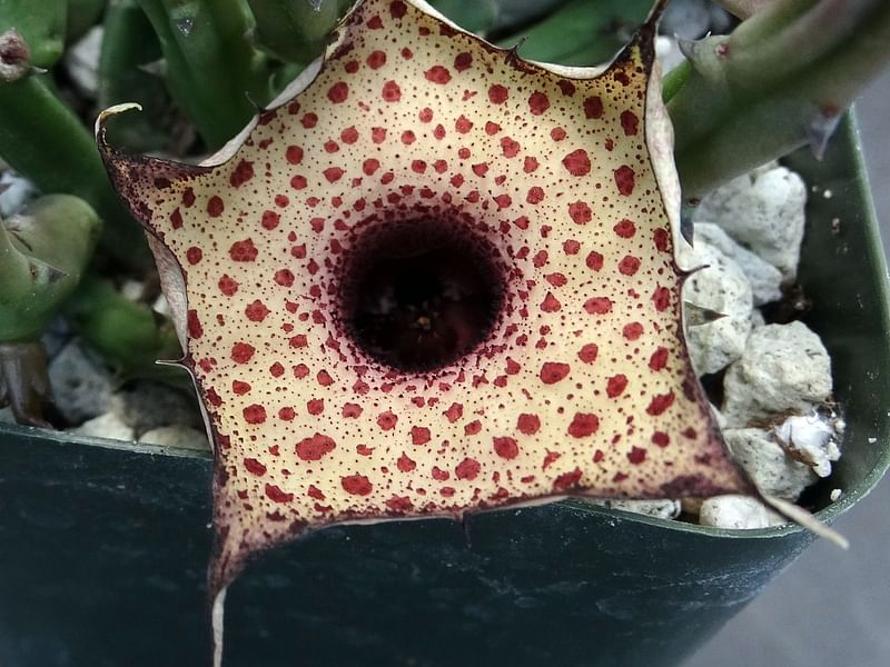 Huernia Hislopii | Huernia | Apocynaceae