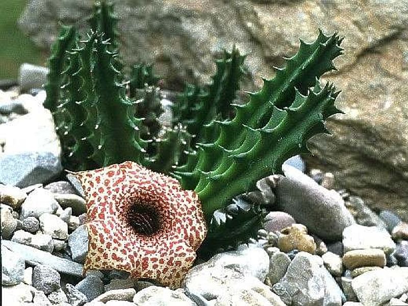 Huernia Hislopii | Huernia | Apocynaceae