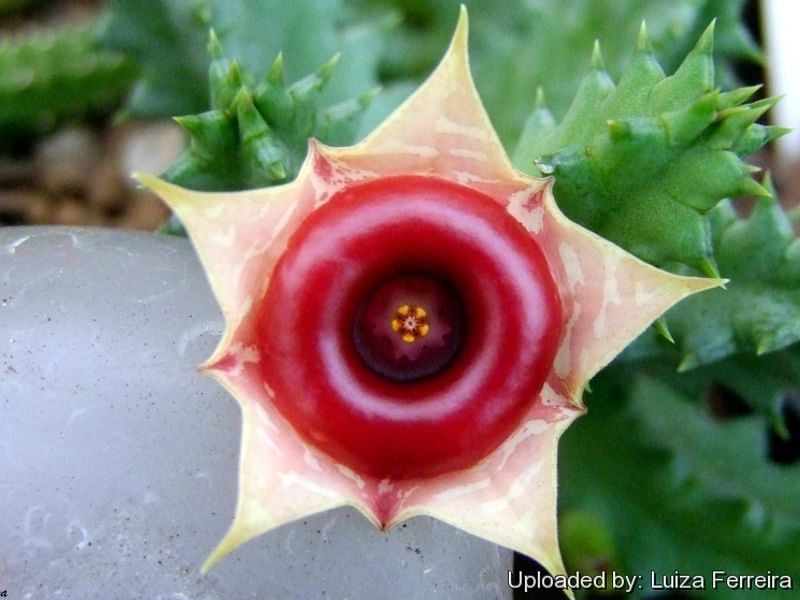 Huernia Insigniflora | Huernia | Apocynaceae