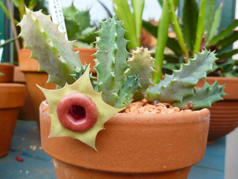 Huernia Insigniflora | Huernia | Apocynaceae