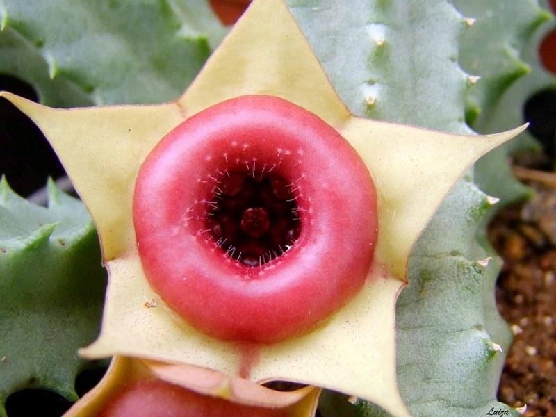 Huernia Insigniflora | Huernia | Apocynaceae