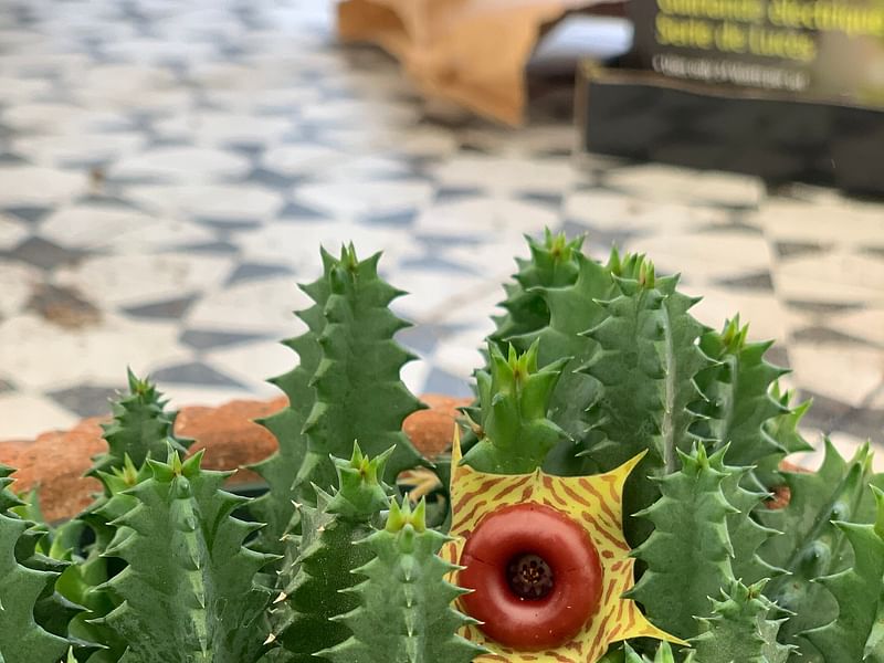 Huernia Insigniflora | Huernia | Apocynaceae