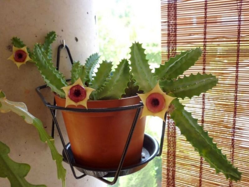 Huernia Insigniflora | Huernia | Apocynaceae