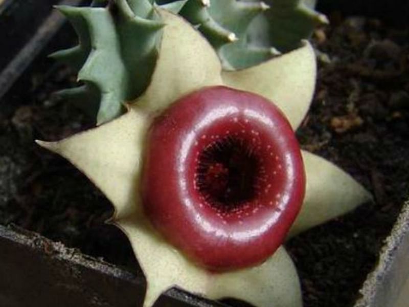 Huernia Insigniflora | Huernia | Apocynaceae