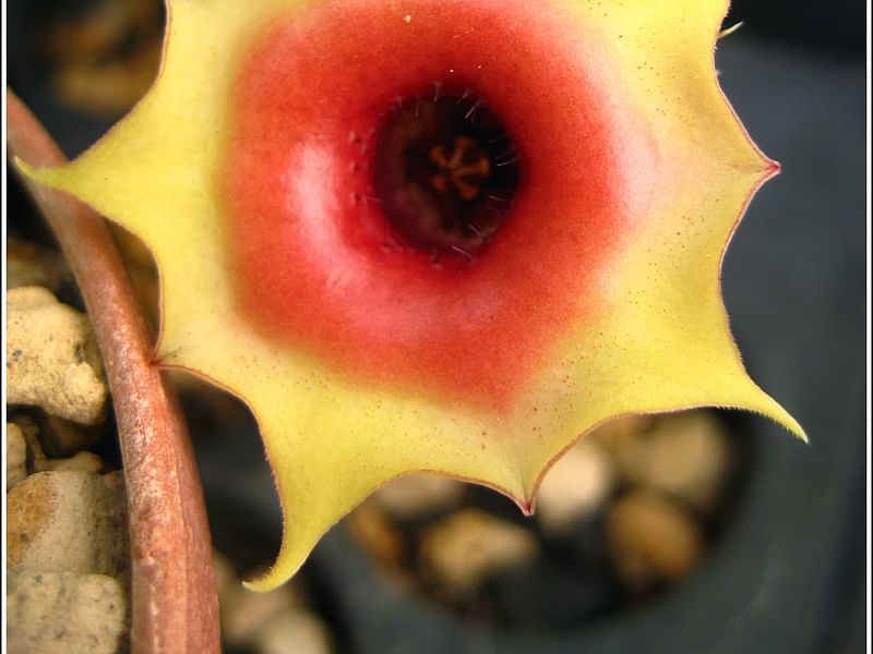 Huernia Insigniflora | Huernia | Apocynaceae