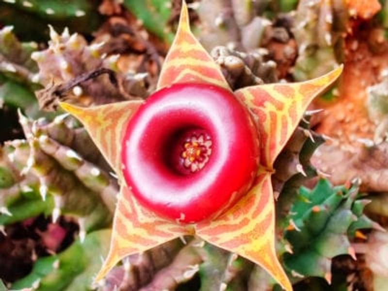 Huernia Insigniflora | Huernia | Apocynaceae