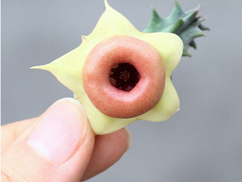 Huernia Insigniflora | Huernia | Apocynaceae
