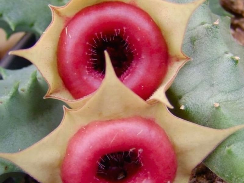 Huernia Insigniflora | Huernia | Apocynaceae