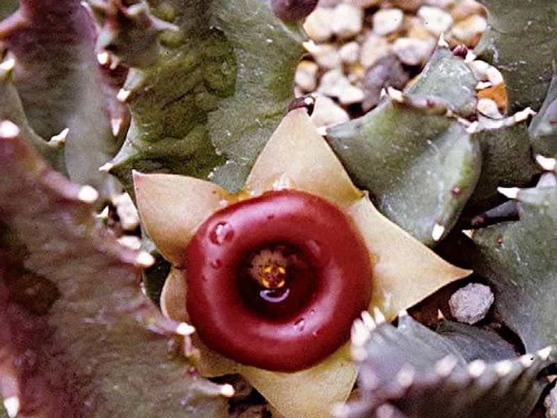 Huernia Insigniflora | Huernia | Apocynaceae