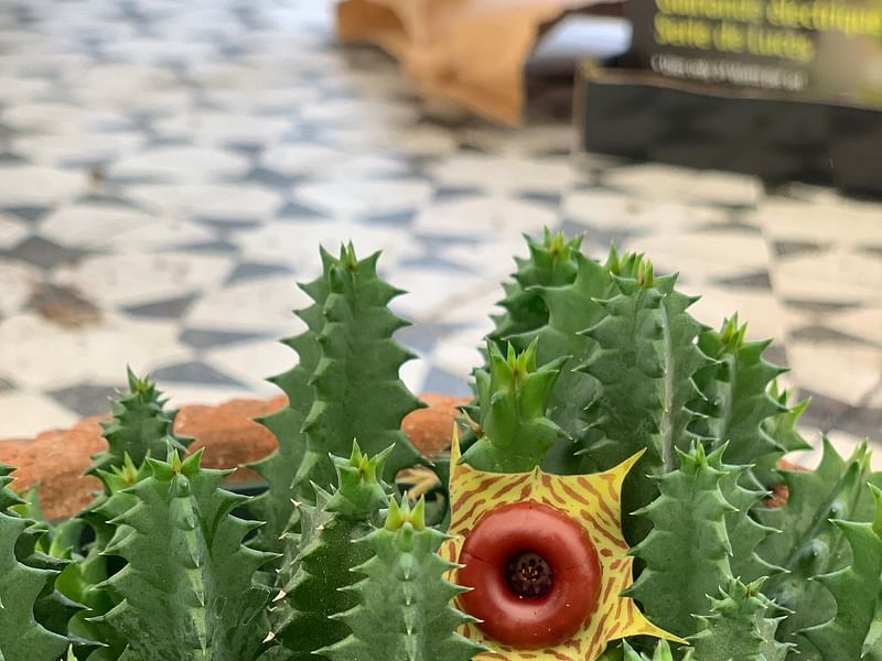 Huernia Insigniflora | Huernia | Apocynaceae