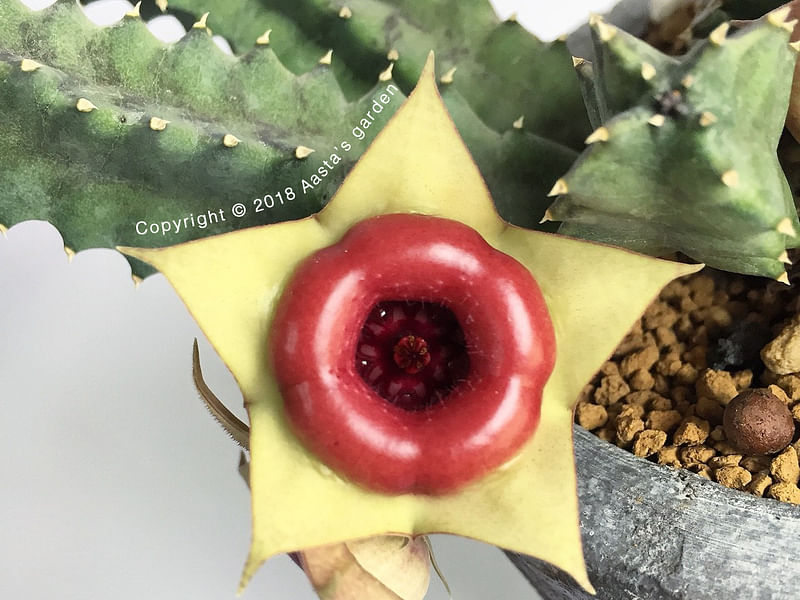 Huernia Insigniflora | Huernia | Apocynaceae
