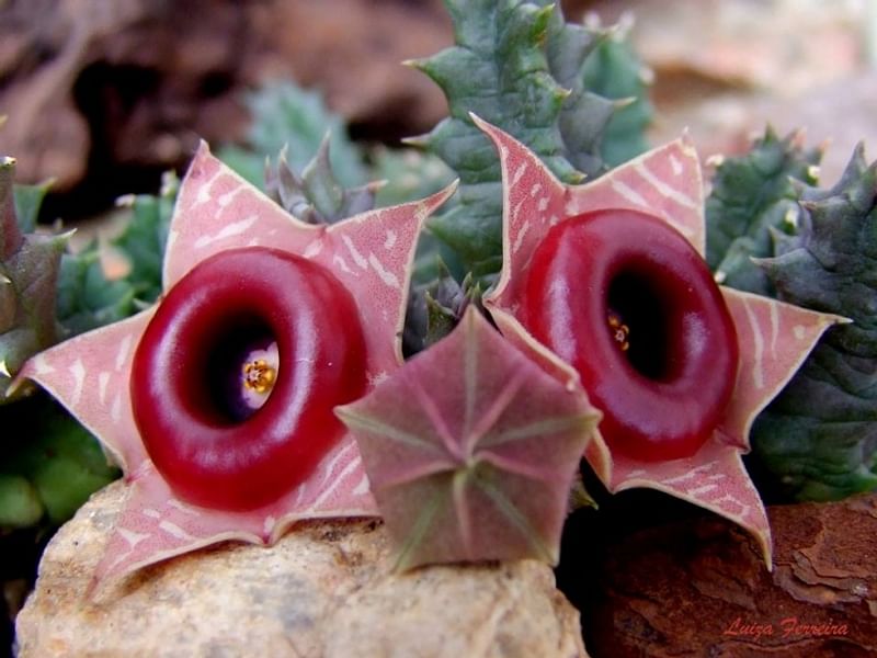 Huernia Insigniflora | Huernia | Apocynaceae
