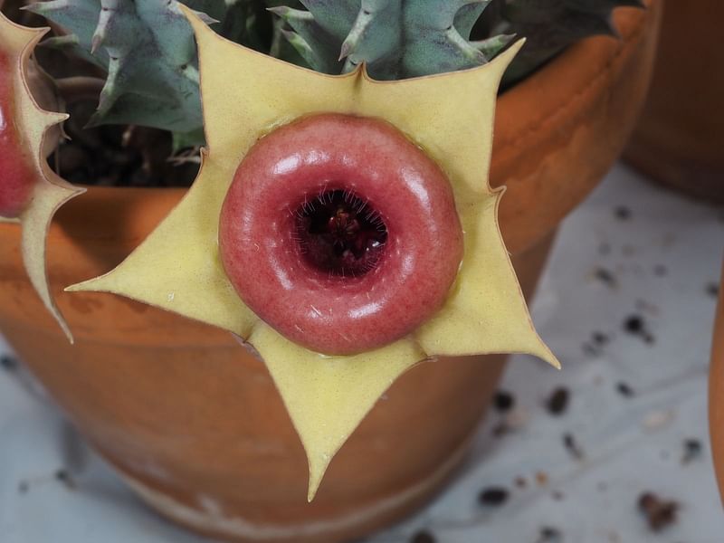 Huernia Insigniflora | Huernia | Apocynaceae