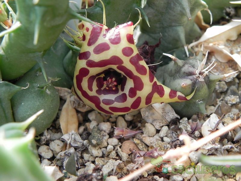Huernia Laevis | Huernia | Apocynaceae