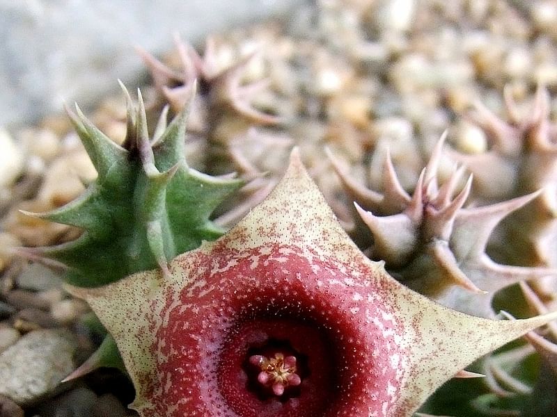 Huernia Laevis | Huernia | Apocynaceae
