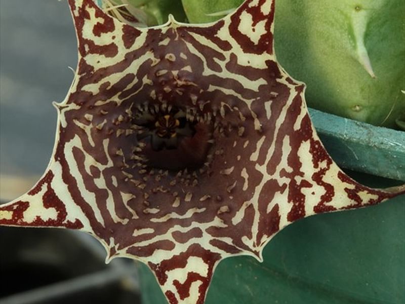 Huernia Laevis | Huernia | Apocynaceae