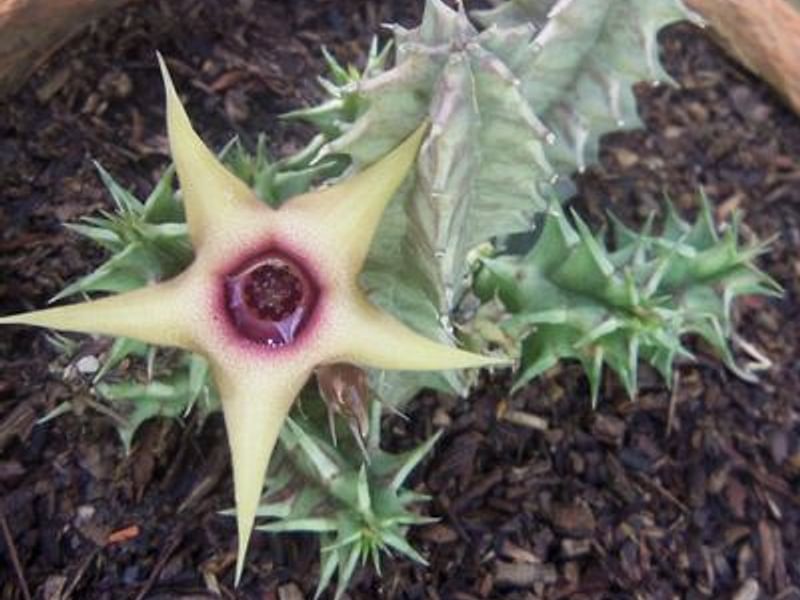 Huernia Laevis | Huernia | Apocynaceae