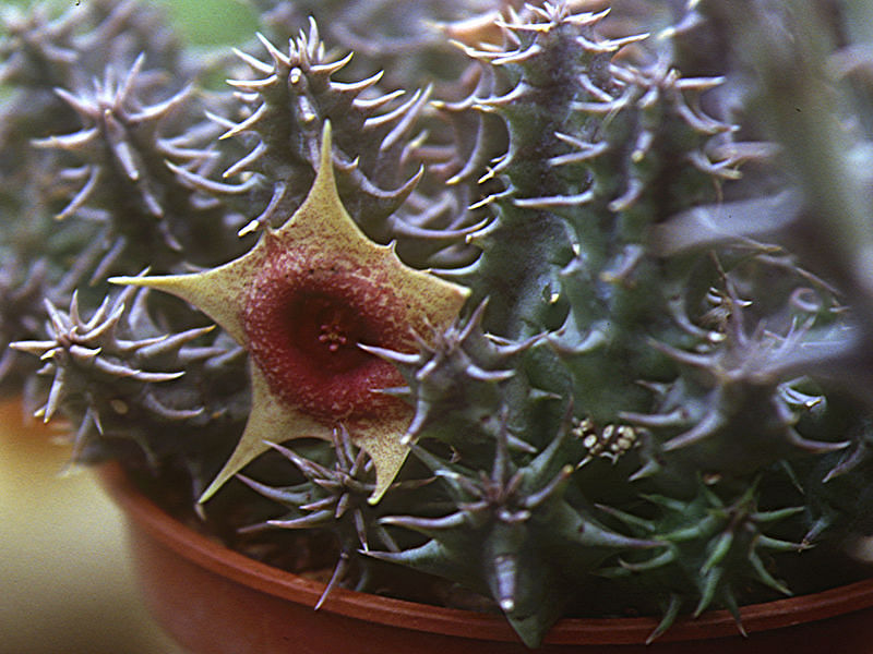 Huernia Laevis | Huernia | Apocynaceae