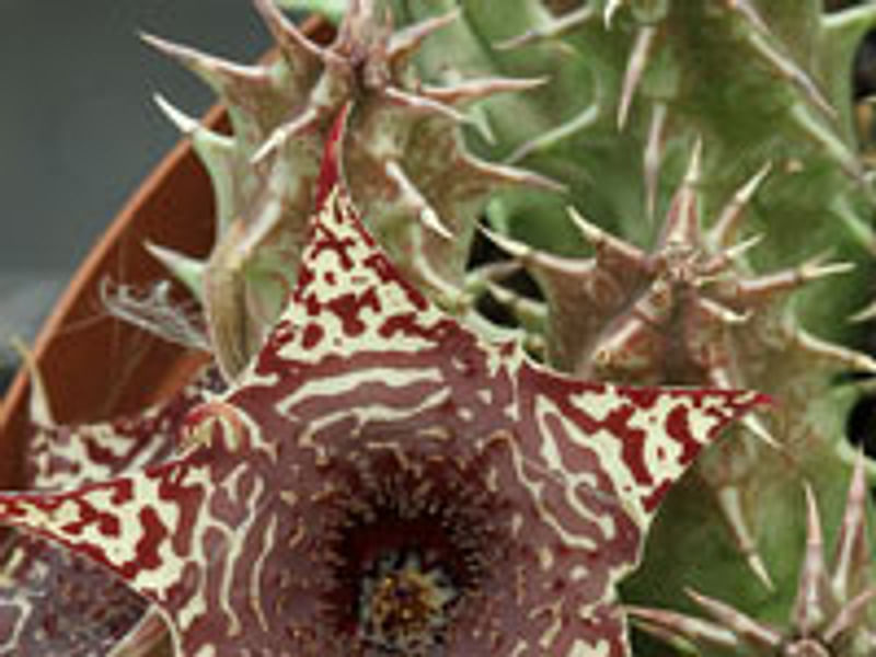 Huernia Laevis | Huernia | Apocynaceae