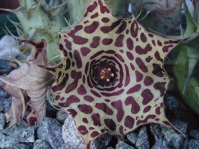 Huernia Laevis | Huernia | Apocynaceae