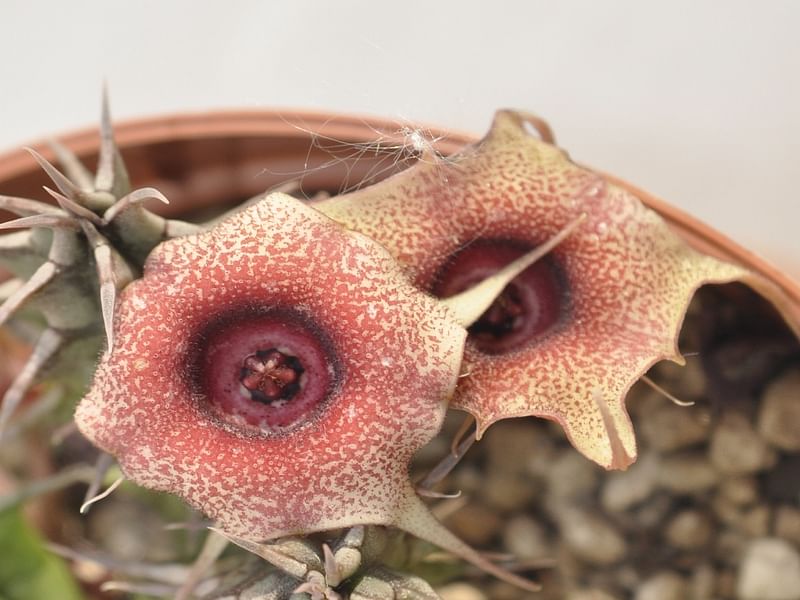 Huernia Laevis | Huernia | Apocynaceae