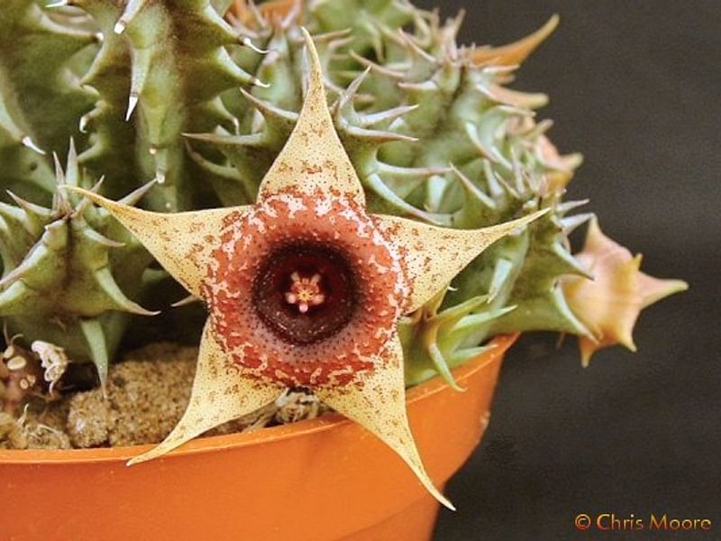 Huernia Laevis | Huernia | Apocynaceae