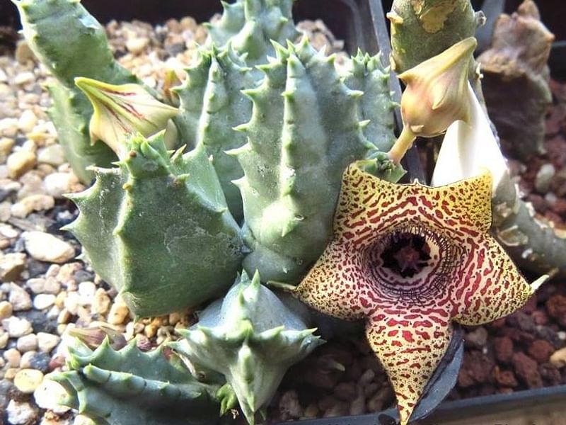 Huernia Piersii | Huernia | Apocynaceae