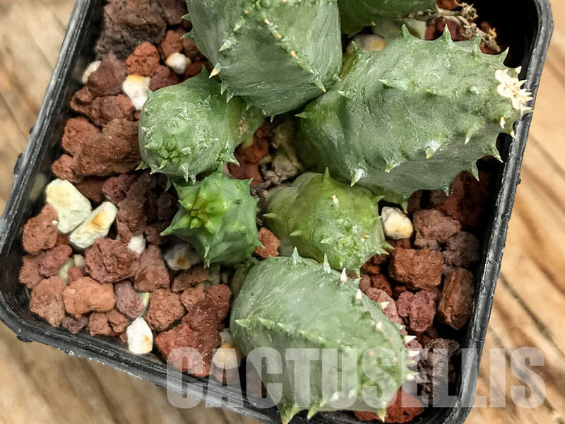 Huernia Piersii | Huernia | Apocynaceae