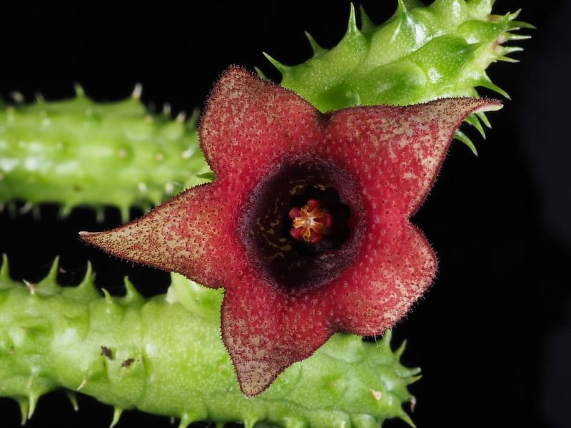 Huernia Piersii | Huernia | Apocynaceae
