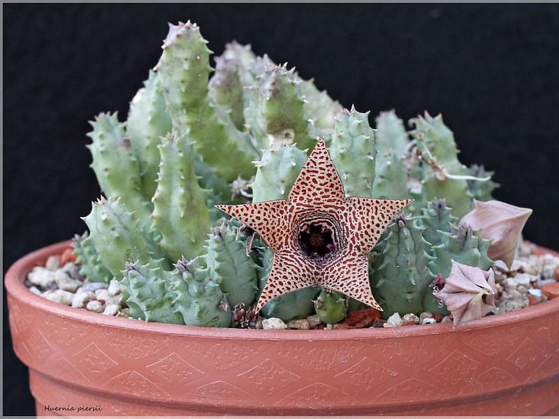 Huernia Piersii | Huernia | Apocynaceae