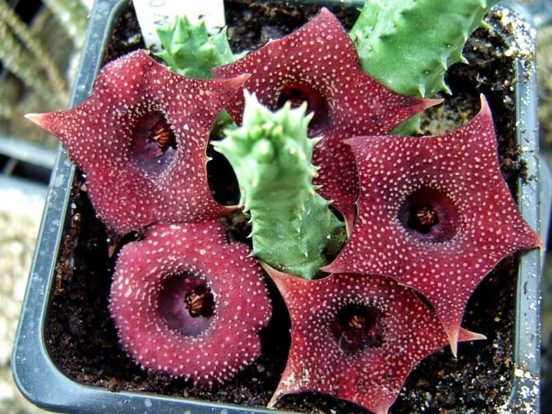 Huernia Piersii | Huernia | Apocynaceae