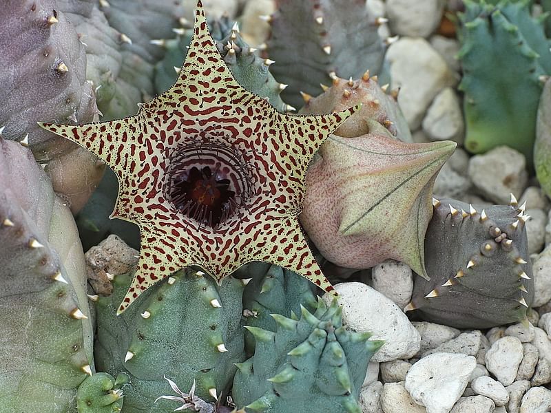 Huernia Piersii | Huernia | Apocynaceae
