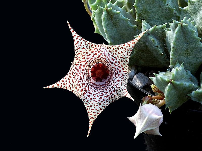Huernia Piersii | Huernia | Apocynaceae