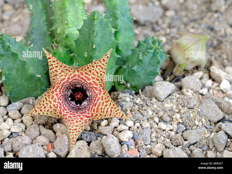 Huernia Piersii | Huernia | Apocynaceae