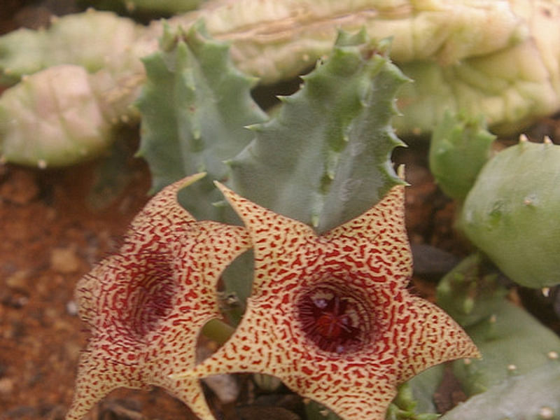 Huernia Piersii | Huernia | Apocynaceae