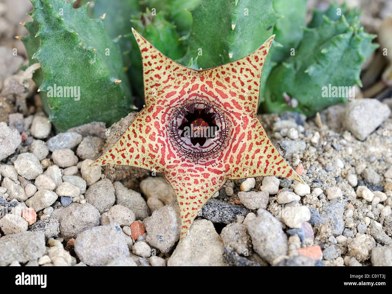 Huernia Piersii | Huernia | Apocynaceae