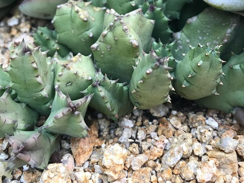 Huernia Piersii | Huernia | Apocynaceae