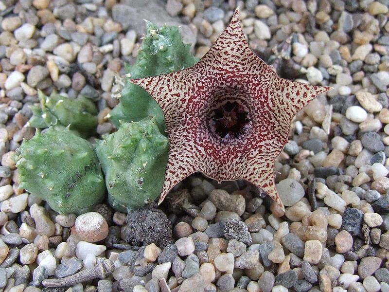 Huernia Piersii | Huernia | Apocynaceae