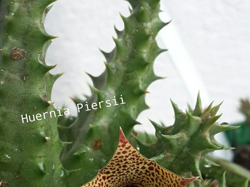 Huernia Piersii | Huernia | Apocynaceae
