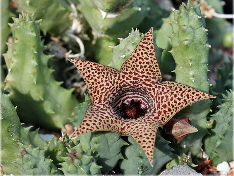 Huernia Piersii | Huernia | Apocynaceae