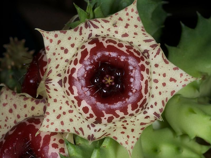 Huernia Plowseii | Huernia | Apocynaceae