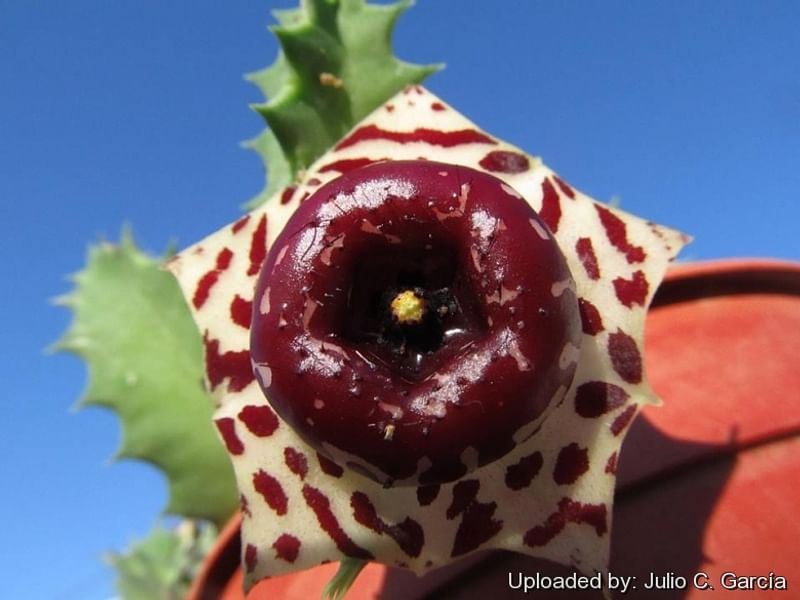 Huernia Plowseii | Huernia | Apocynaceae