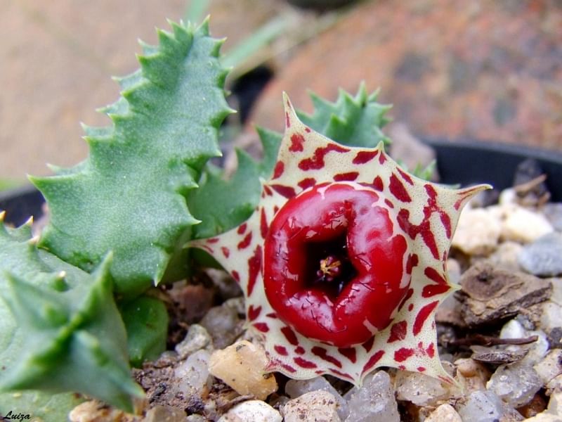 Huernia Plowseii | Huernia | Apocynaceae